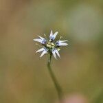 Nigella nigellastrum