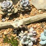 Pachyphytum oviferum Habitus