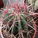 Ferocactus pilosus Агульны выгляд