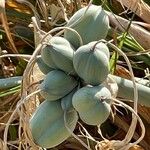 Pancratium maritimum Fruit