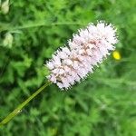 Bistorta officinalis Blomma