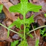 Sisymbrium officinale Лист