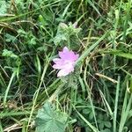 Malva alceaFlower