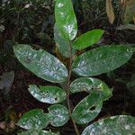 Xylopia villosa Hoja