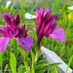 Anacamptis papilionacea Цвят