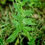 Hieracium sabaudum Habit