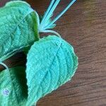 Hypoestes triflora Hoja