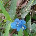Commelina cyanea Flor