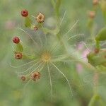 Centranthus angustifolius Fruto