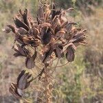 Aloe ellenbeckii Fruitua
