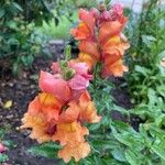 Antirrhinum majusКветка