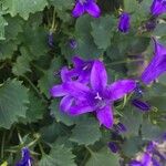 Campanula poscharskyanaFloare