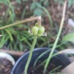 Zephyranthes brazosensisПлід