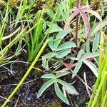 Comarum palustre Leaf