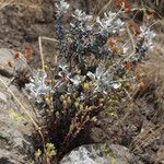 Eriogonum crocatum Costuma