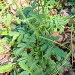 Agrimonia eupatoria Blad