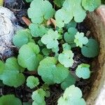 Cymbalaria muralis Leaf