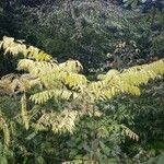 Mabea subsessilis Хабит