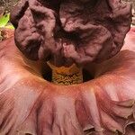 Amorphophallus paeoniifolius Flor