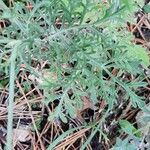 Scabiosa triandra Lehti