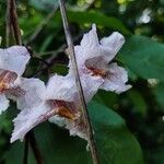 Catalpa bungei Lorea