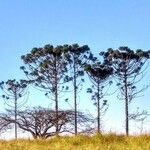 Araucaria angustifolia Hábito