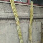 Cereus jamacaru List