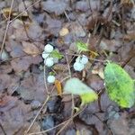 Symphoricarpos albusFruit