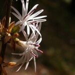 Ainsliaea aptera Floare
