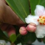 Clusia minor Flor