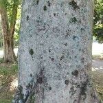 Sterculia apetala Bark