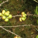 Xylopia sericea Fruit