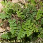 Asplenium hispanicum Hábito