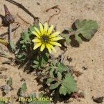 Arctotheca calendula Staniste