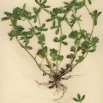 Trifolium bocconei Natur