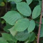 Rubus grabowskii Levél