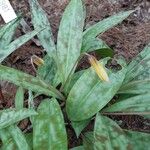 Erythronium americanum Foglia