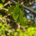 Dalbergia melanoxylon Ffrwyth