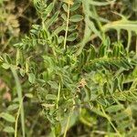 Astragalus atropilosulus 葉