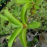 Hydnophytum formicarum 葉