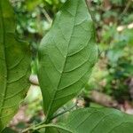 Rudgea cornifolia 叶