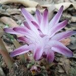 Curcuma inodora花