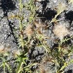 Cirsium echinatum Blodyn