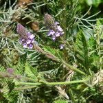 Verbena lasiostachys Yeri