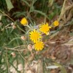 Senecio pterophorus Flower