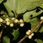 Ficus colubrinae Plod