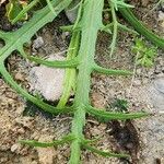 Senecio glaucus Leaf