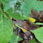 Lactuca muralis Fleur