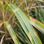 Miscanthus sinensis Leaf