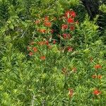 Silene virginica Flor